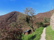 Festa di fiori sui sentieri per il Monte Ubione-19mar24